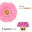 product/img.floraplaza.nl/131408-50-LIVE_fotos-0xE6498A3A71AC338A3EADBCEF917A4B7A26A1EF5D.jpg