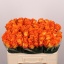 product/img.floraplaza.nl/131418-50-LIVE_fotos-0xA42F85A73713378CC11B30D48E2597536B5C21B5.jpg
