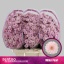 product/img.floraplaza.nl/131438-55-LIVE_fotos-0xA5B97A6419004B5C7AD9BC596F0FAD4B5E095D29.jpg