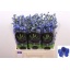 product/img.floraplaza.nl/131461-60-LIVE_fotos-0xF7F9CAC44D23B8978EED33F7002CEA9CB3B13176.jpg