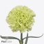 product/img.floraplaza.nl/131485-ART_fotos-VBN-vbn131485.jpg
