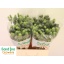 product/img.floraplaza.nl/131487-60-LIVE_fotos-0xF336788FDF0A19B51724F91D56F5905B9377C598.jpg