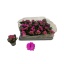 product/img.floraplaza.nl/131491-6-LIVE_fotos-0xF68E4BDD33A2922761DF6C9BC54D607F6BD7CFC0.jpg