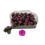 product/img.floraplaza.nl/131491-6-LIVE_fotos-0xFDFFC8A28FC0FF239812C6FC567C275DC8560E70.jpg