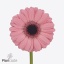 product/img.floraplaza.nl/131567-50-ART_fotos-VBN-vbn131567.jpg