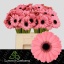 product/img.floraplaza.nl/131567-50-LIVE_fotos-0x9C06EB2ABB33C1B6CDB2BC96B60F695AEA7BE1A7.jpg