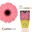 product/img.floraplaza.nl/131567-50-LIVE_fotos-0xC3364526CDB063A5E465FFA47DA9242BD772FE3C.jpg