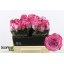 product/img.floraplaza.nl/131686-40-LIVE_fotos-0xD0D323FF30C0C4CF99808390AED88EFB686DD912.jpg