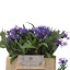 product/img.floraplaza.nl/1317-40-LIVE_fotos-0xF936DE231E6F26AB4AC3AB3B47FD417B119893A6.jpg