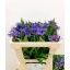product/img.floraplaza.nl/1317-50-LIVE_fotos-0xE0D27D0622B3B3C7C1B42B24341E2C73D09C1B17.jpg