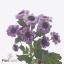 product/img.floraplaza.nl/131712-55-ART_fotos-VBN-vbn131712.jpg