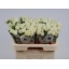 product/img.floraplaza.nl/131899-60-LIVE_fotos-0xC5C9E557D93F8DB1507F7B978B4B409BFD47EA9D.jpg