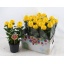 product/img.floraplaza.nl/131913-14-LIVE_fotos-0x4EA510E42B215792AD2A80FE46388D45112ABC51.jpg