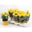 product/img.floraplaza.nl/131913-14-LIVE_fotos-0xB08CA293358668B3130F0FC1741D35A0EE7F48E3.jpg