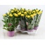 product/img.floraplaza.nl/131913-14-LIVE_fotos-0xE15DC643FC01017FCD4AA5B2C49B28F4FF3E0CC1.jpg