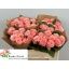 product/img.floraplaza.nl/131932-50-LIVE_fotos-0x9C36817D944F90927CEE74294C3A806FA089BE0C.jpg