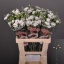 product/img.floraplaza.nl/131955-LIVE_fotos-0x39BE39A449D3BB4386A26AEB3B69D1B681F2C830.jpg