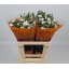 product/img.floraplaza.nl/131955-LIVE_fotos-0xC414F19C0BBA65FF22937900D394C5E45E684D1E.jpg
