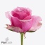product/img.floraplaza.nl/132109-60-ART_fotos-VBN-vbn132109.jpg