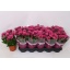 product/img.floraplaza.nl/132123-12-LIVE_fotos-0x6BA13B56EEB2B47C1D82763ACA7A38DCCD7E6CE2.jpg