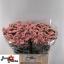 product/img.floraplaza.nl/132158-60-LIVE_fotos-0xBA5EDAF68705B963A0E30F1287ABA632B38F0C1F.jpg