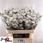 product/img.floraplaza.nl/132159-70-LIVE_fotos-0xF4438EC0FC95BC6817B7869E6DF47A243D0DD080.jpg