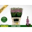 product/img.floraplaza.nl/132243-70-LIVE_fotos-0x99B9629CA6669CD38197893AB1A48968D43955BB.jpg