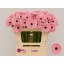 product/img.floraplaza.nl/132252-50-LIVE_fotos-0x9F6A1EAD28C70CC2FCC8ADFF1006ED597E8860D2.jpg