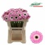 product/img.floraplaza.nl/132252-50-LIVE_fotos-0xF73218EB594FF51B62EF1ACEAC9A867D04662673.jpg