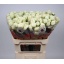 product/img.floraplaza.nl/132267-70-LIVE_fotos-0xE21FD35506C5B08BDCAAF0BFF66A5EE0BC194819.jpg