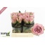 product/img.floraplaza.nl/132268-40-LIVE_fotos-0xD463017F7D65B5069A2350B10759205C964D4DAA.jpg