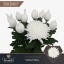 product/img.floraplaza.nl/132296-85-LIVE_fotos-0xF6EC8CC3E25B4E0354AF8E17C77D9DAEF0F1D618.jpg