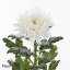 product/img.floraplaza.nl/132296-ART_fotos-VBN-vbn132296.jpg