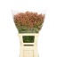 product/img.floraplaza.nl/132331-65-LIVE_fotos-0x63F450AA3FA4B36B1C613D021A715580881DECE3.jpg