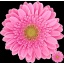 product/img.floraplaza.nl/132334-50-LIVE_fotos-0x23F4D04108FC8B0D23DFEB1A04B6A267101EC45A.jpg