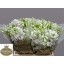 product/img.floraplaza.nl/13236-50-LIVE_fotos-0x402C2A889894936F6BEE0113D670E07DBD69F613.jpg