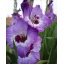 product/img.floraplaza.nl/132361-LIVE_fotos-0xA714F12FB5F99B75A9850193477723A219B2A3BE.jpg