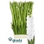 product/img.floraplaza.nl/132382-LIVE_fotos-0x854B7592AB9E65B3CA74BBFD14083660B83B40CD.jpg