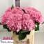 product/img.floraplaza.nl/132398-75-LIVE_fotos-0xDC9C4F48C3654E9FDE6421D4887FBF9E449E3906.jpg
