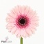 product/img.floraplaza.nl/132468-50-ART_fotos-VBN-vbn132468.jpg