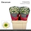 product/img.floraplaza.nl/132538-55-LIVE_fotos-0xBAF506A57C70D1843DDA5ED1C0F1DC49B4907318.jpg
