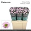 product/img.floraplaza.nl/132542-LIVE_fotos-0x3D75F6AC3C9A97262D7C36C1CE7F32375815B433.jpg