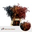 product/img.floraplaza.nl/132606-70-LIVE_fotos-0x3052D1207B0F15BAE6640963EA1C72B6447B8FE8.jpg