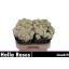 product/img.floraplaza.nl/132620-60-LIVE_fotos-0xFDDFEE66FBA335DA32FCEB5A16AEB0DD9538D3FF.jpg
