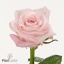 product/img.floraplaza.nl/132666-40-ART_fotos-VBN-vbn132666.jpg