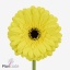 product/img.floraplaza.nl/132891-50-ART_fotos-VBN-vbn132891.jpg