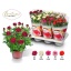 product/img.floraplaza.nl/133109-14-LIVE_fotos-0xB2B364AA289CE3767C436D4B317060F2127238B5.jpg