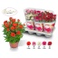 product/img.floraplaza.nl/133109-14-LIVE_fotos-0xB370BD2992DA0A7751F9EE3FA88543CBC37FB8B7.jpg