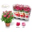 product/img.floraplaza.nl/133109-14-LIVE_fotos-0xC6BE9558FFBACBCC8CF027E60EE34395F80BDD97.jpg