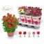 product/img.floraplaza.nl/133109-14-LIVE_fotos-0xFEE4CC2E701EAEE48300D5EFA9C05509976BF95D.jpg